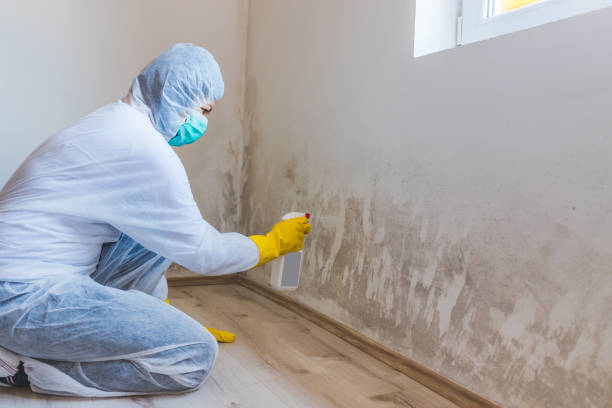 Licensed Basement Mold Remediation service in Shiloh, IL - WQB Mold Removal