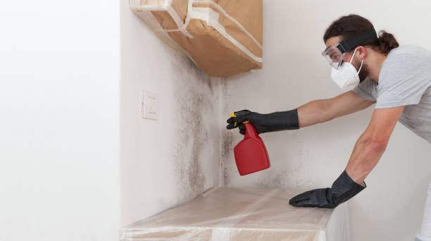 Professional Basement Mold Remediation technician working in Shiloh, IL