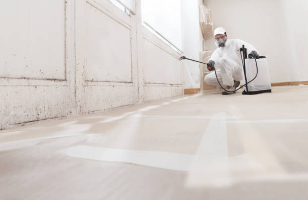 24/7 Emergency Basement Mold Remediation experts in Shiloh, IL