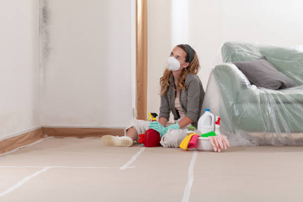 Reliable Basement Mold Remediation contractor in Shiloh, IL by WQB Mold Removal