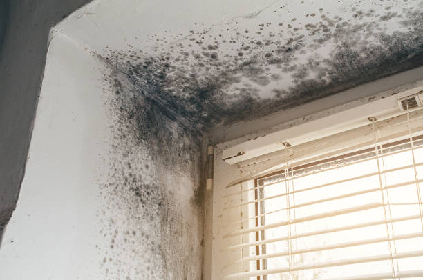 Affordable Basement Mold Remediation solutions in Shiloh, IL
