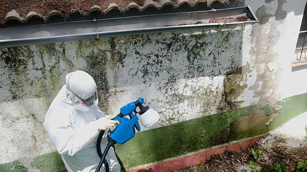 Top rated local Basement Mold Remediation specialists in Shiloh, IL
